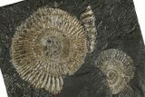 Fossil Ammonite (Dactylioceras) Cluster - Posidonia Shale, Germany #304967-1